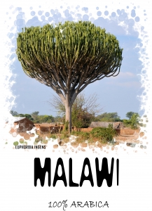 Кофе свежеобжаренный Малави Мапанга